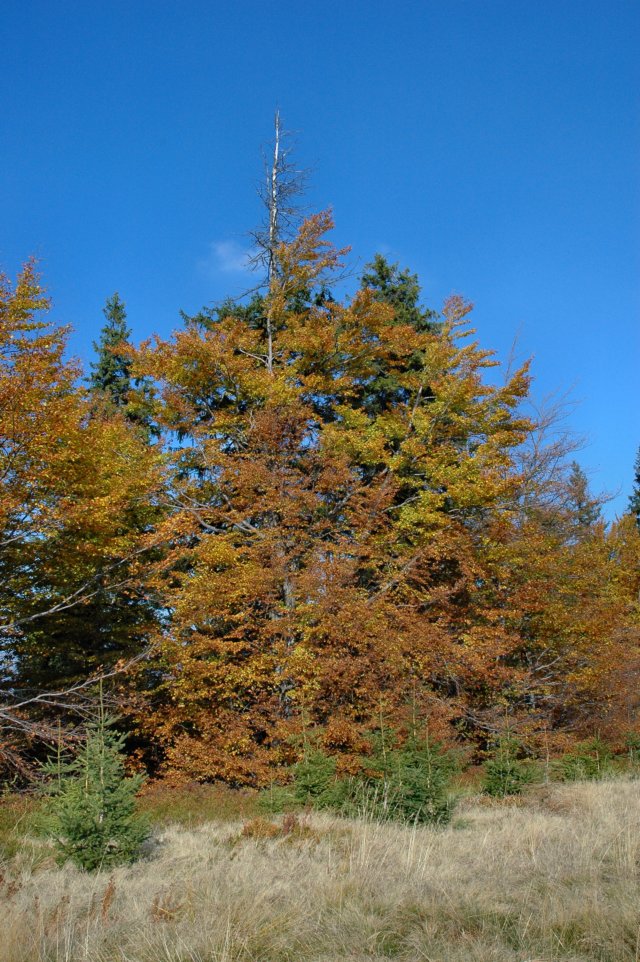 bezkicka0616.jpg