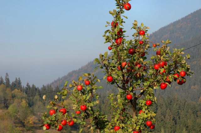 bezkicka0624.jpg