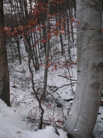 pict0014.jpg