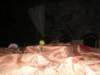 pict0132_small.jpg